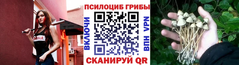 Купить  Бородино  Галлюциногенные грибы Psilocybine cubensis 